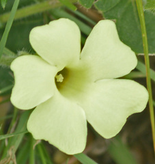 Thunbergia capensis