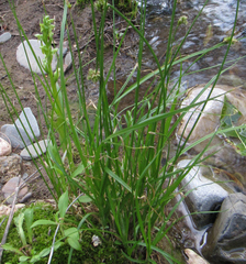 Carex microptera