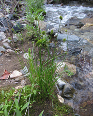 Carex microptera