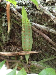 Microgramma lycopodioides