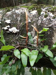 Microgramma lycopodioides