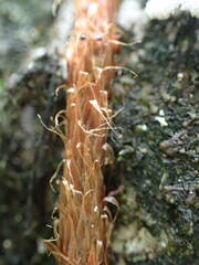Microgramma lycopodioides