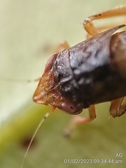 Hylicinae