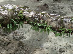 Microgramma lycopodioides