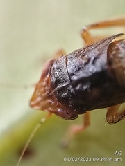 Hylicinae