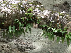 Microgramma lycopodioides