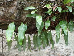 Microgramma lycopodioides