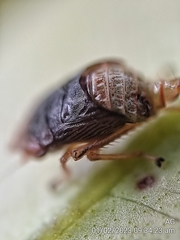 Hylicinae