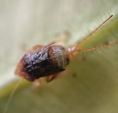 Hylicinae