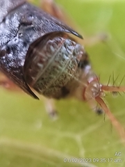Hylicinae