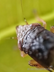 Hylicinae