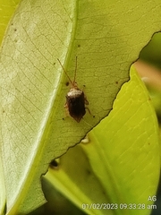 Hylicinae
