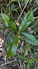 Caldcluvia paniculata