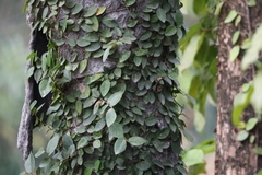 Ficus pumila