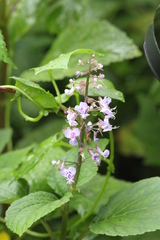 Plectranthus fruticosus