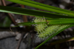 Carex forsteri