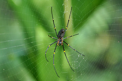 Nephila