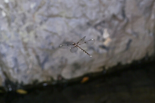 Northern Evening Darner photo 4