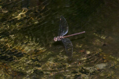 Austrocordulia refracta