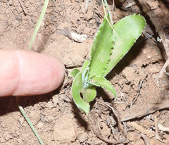 Chlorophytum crispum