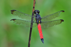 Protorthemis coronata