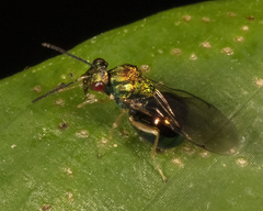 Orasema costaricensis