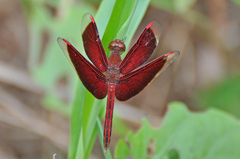 Neurothemis stigmatizans