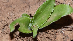 Chlorophytum crispum