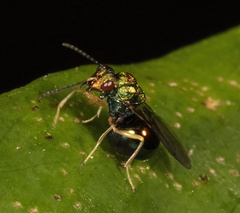 Orasema costaricensis