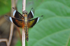 Neurothemis decora
