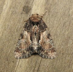 Chytonix palliatricula