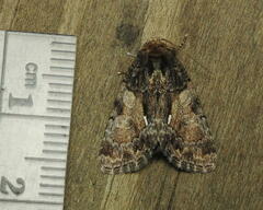 Chytonix palliatricula
