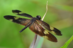 Rhyothemis princeps