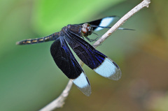 Neurothemis decora
