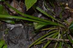 Carex forsteri