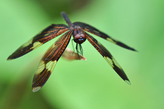 Rhyothemis princeps