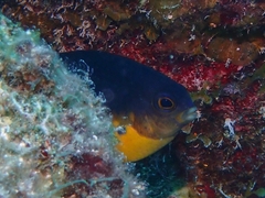 Stegastes partitus