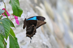 Papilio ulysses