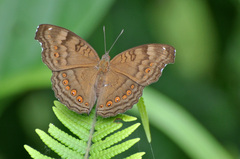 Junonia hedonia