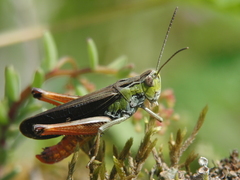 Stenobothrus rubicundulus