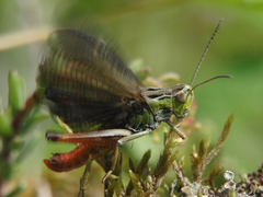 Stenobothrus rubicundulus