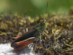 Stenobothrus rubicundulus