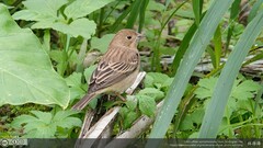Emberiza melanocephala