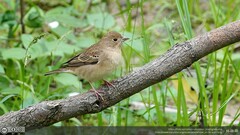Emberiza melanocephala