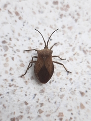Spartocerini