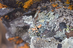 Rhizoplaca chrysoleuca