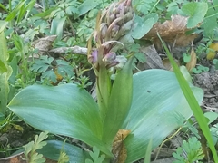 Himantoglossum robertianum