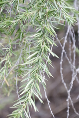 Cliffortia strobilifera