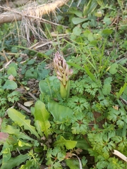 Himantoglossum robertianum