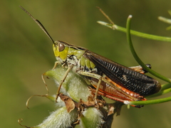 Stenobothrus rubicundulus